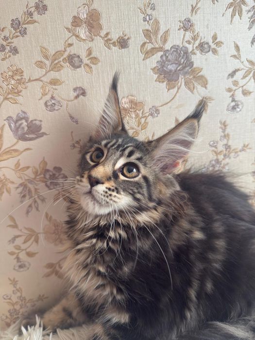 Котенок Мейн - кун