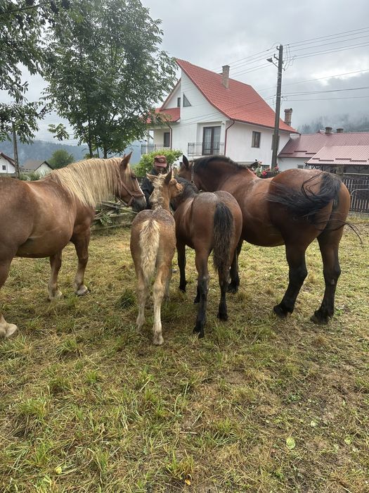 Vand iapă cu mânză la alegere