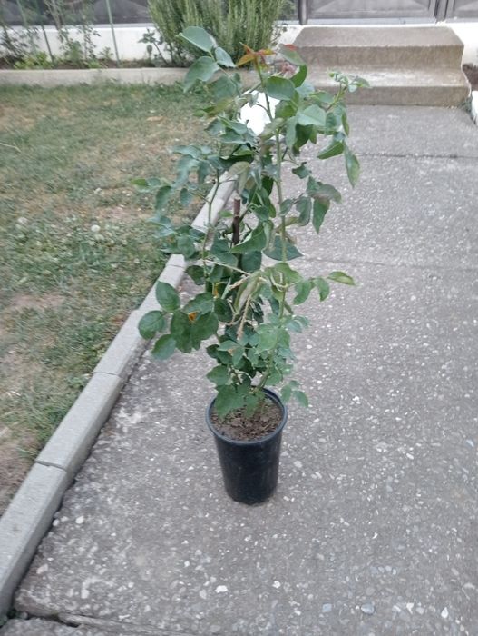 Butași de trandafiri de dulceață la ghiveci