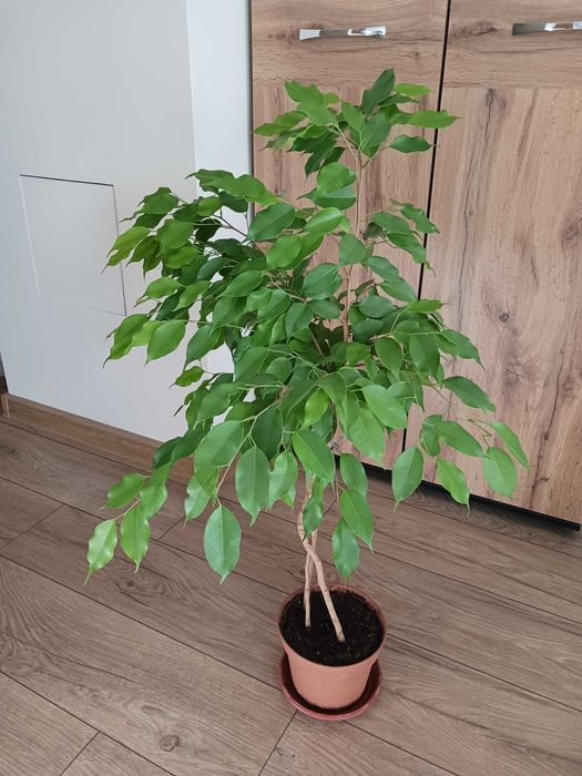 Фикус Бенджамин - стайно растениe