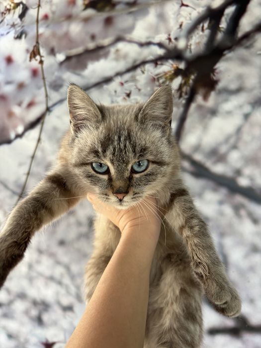 Отдам кошечку бесплатно