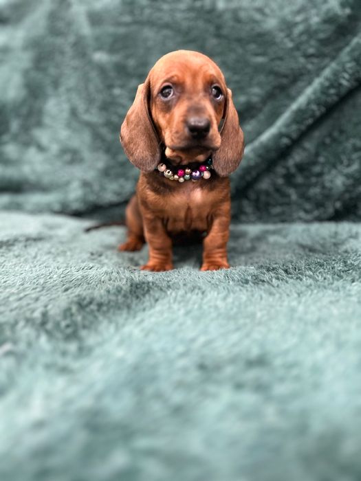 Femela teckel cu Pedigree FCI