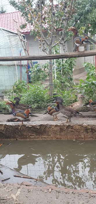 Vând rațe mandarin 2025