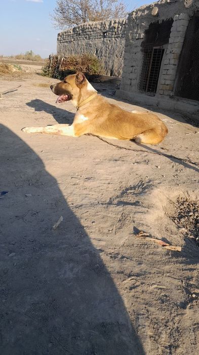 Alabay zot 15kunlik sariq onasi