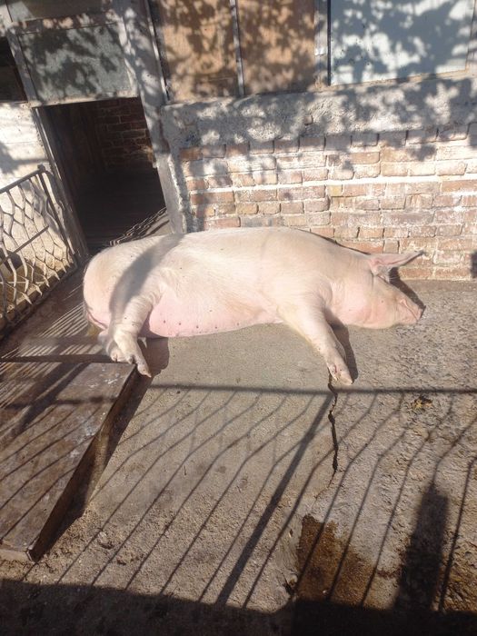 Прасе домашно отгледано