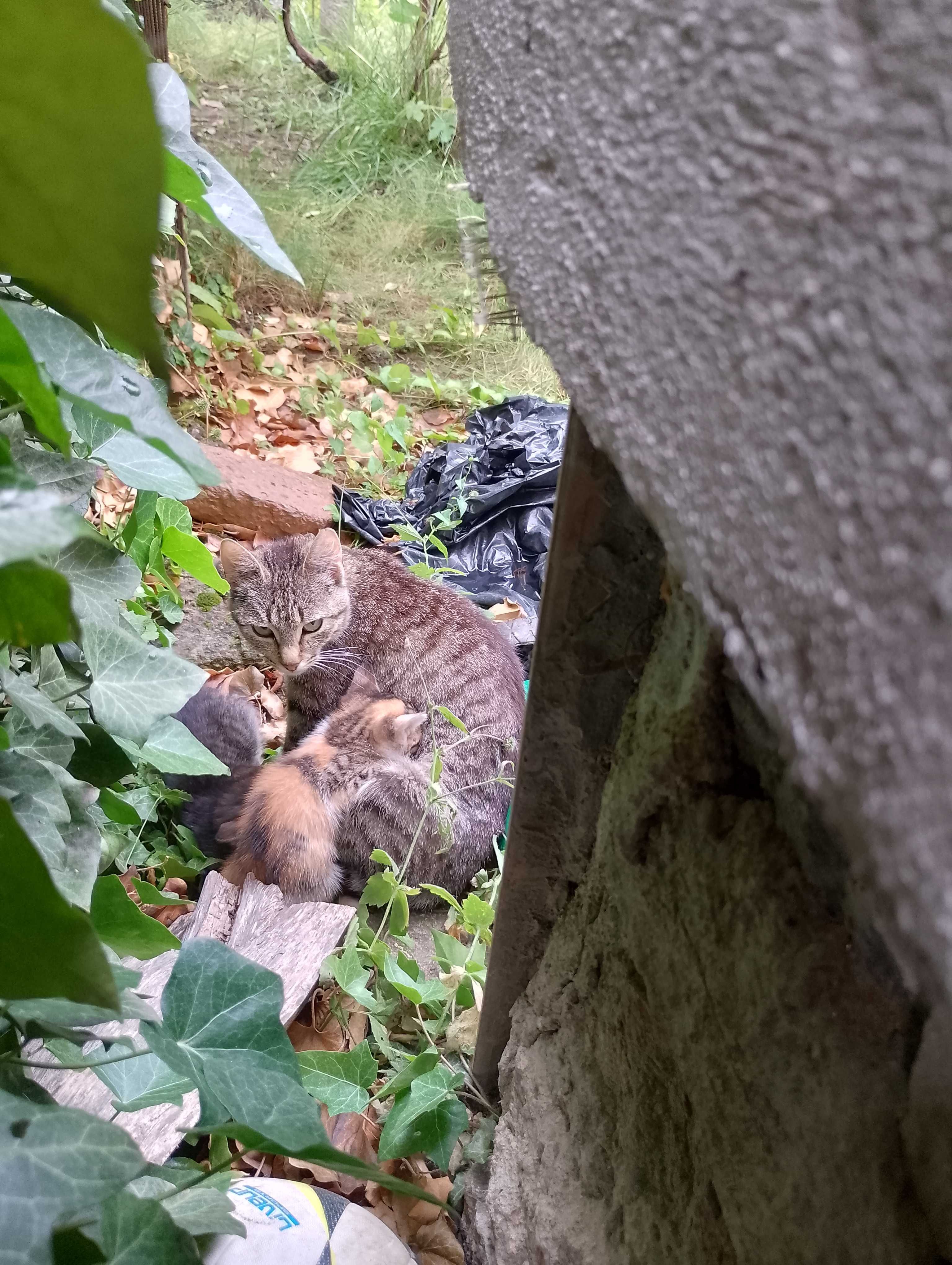 Pisici pentru adoptie
