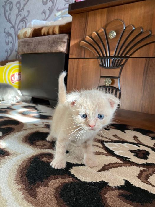 Проаются чистокровные котята