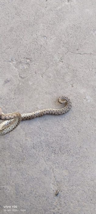 Колбар жылан бар