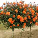 Trandafiri Pomisor (Parfumati )