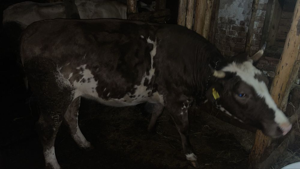 Vand junincă gestanta 5 luni