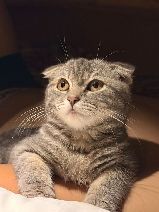 Вислоухий кот 1шт