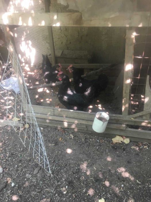 Продаются черные королевские куры