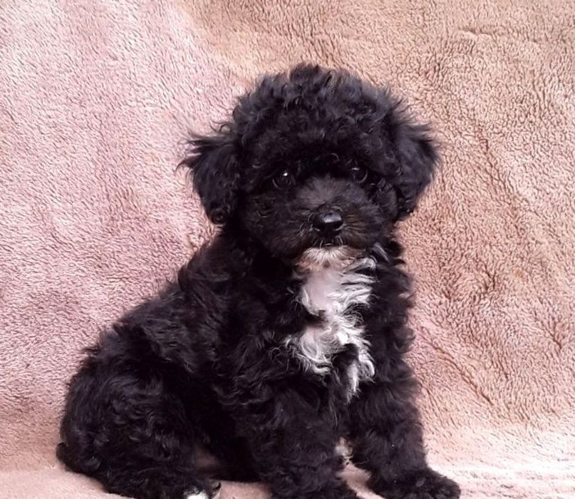 Щенок мальтипу F1, мальчик