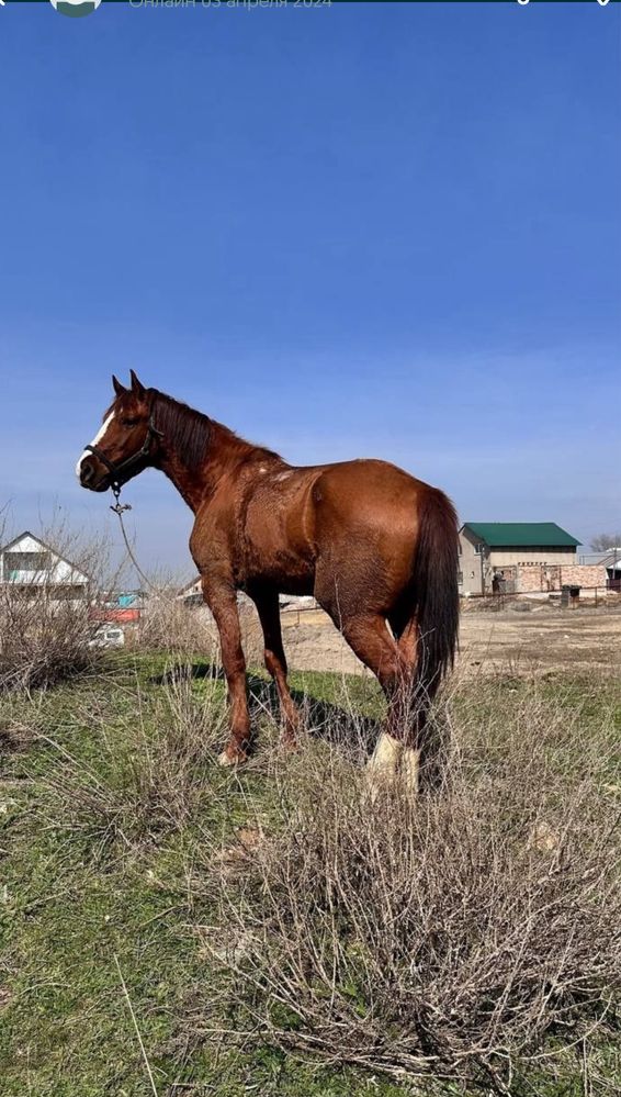 Срочно продам