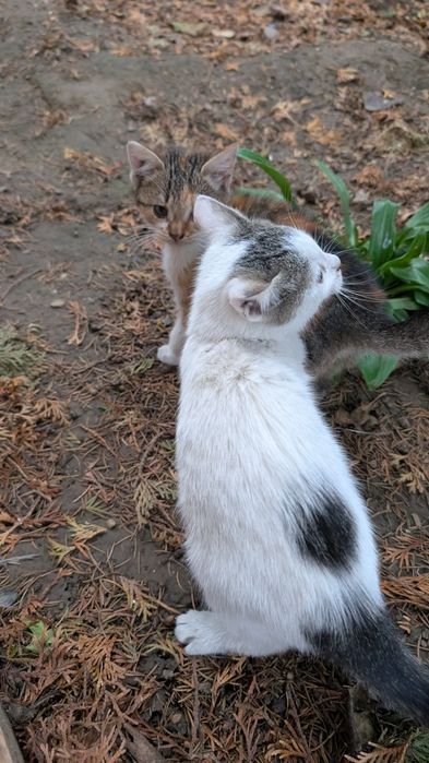 Donez pisici iubitorilor de animale