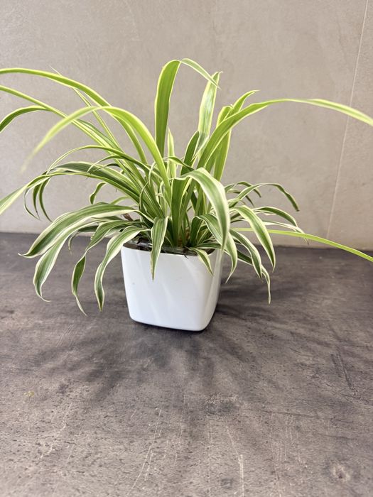 Хлорофитум пышный, объемный- 7 розеток