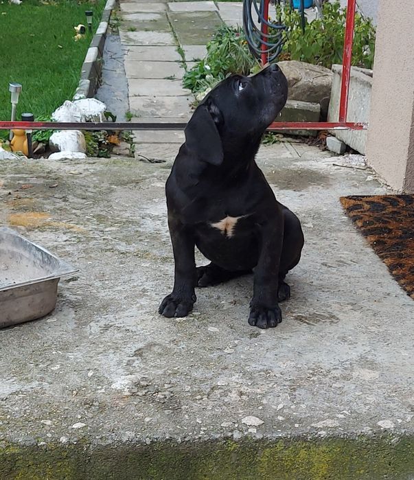 Кане Корсо Хубаво