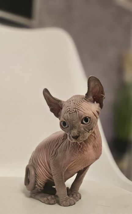 Fetita sphynx/sfinx/elf superba