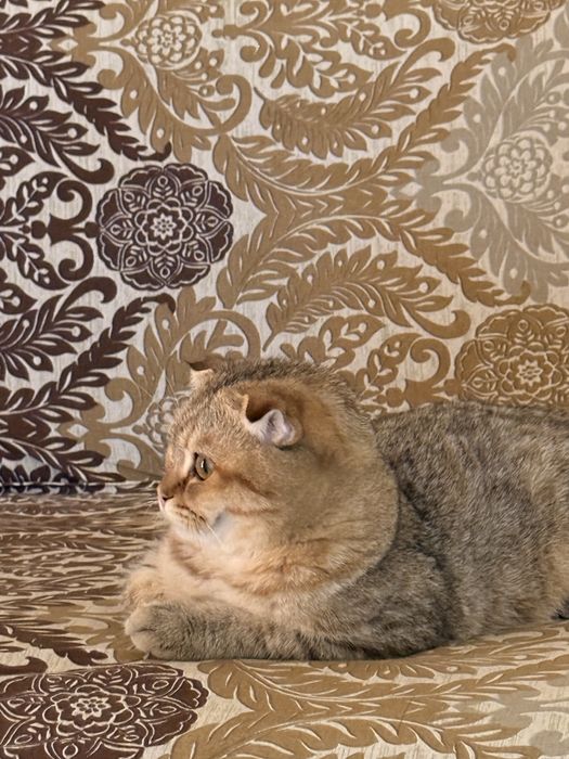 Scottish fold zolotaya shinshilla srocnoo