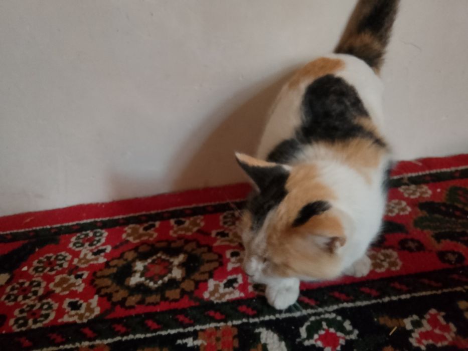 Yaxshi uy mushugi sotiladi