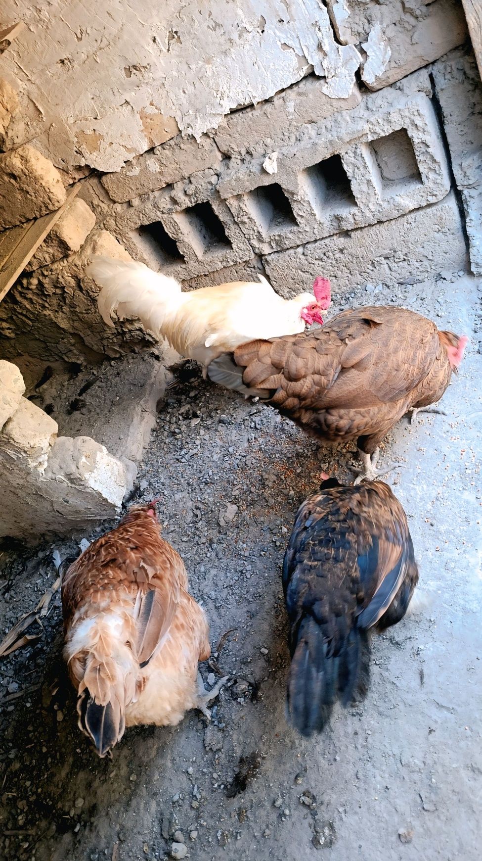 Tovuqlar Sotiladi, toza xonaki, Tuxum uchun!