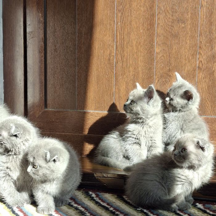 Шотландская кошка с 8 котятами