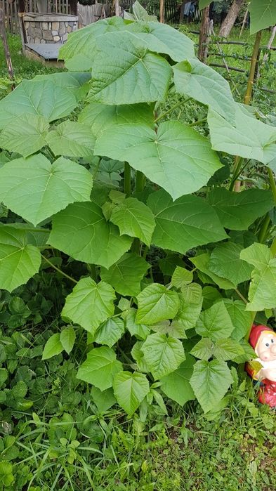 Pui de Paulownia