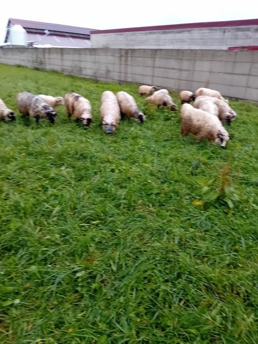 Vând 25 oi la adora și a treia fatare