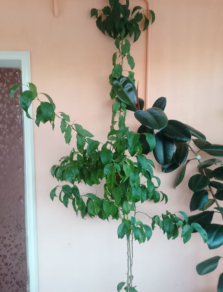 Цветок и дерево для офиса , школ и для дома
