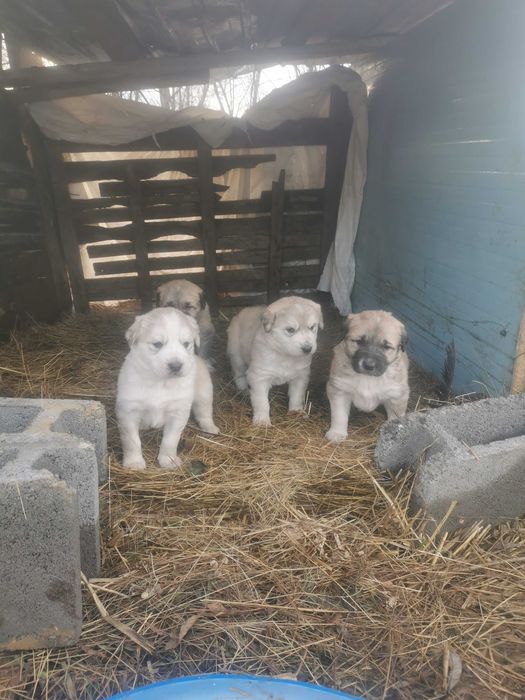 Donez catei ciobănești