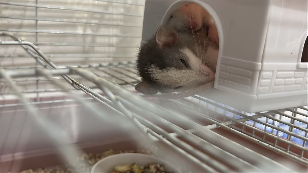 Отдам в хорошие руки крыса Дамбо — мальчик Тео, 2 месяца