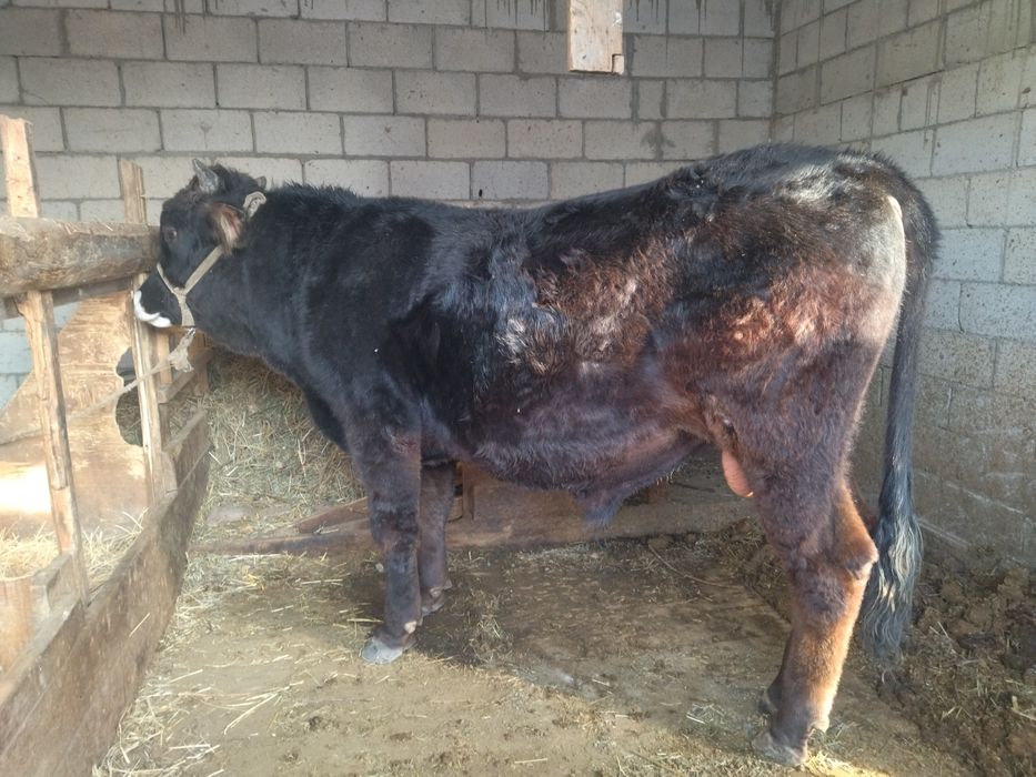 В продаже бык Ф1 Алатау-Симентал