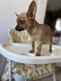 Собака Чихуахуа..Родился 29 ноября.Очень чистый собака.