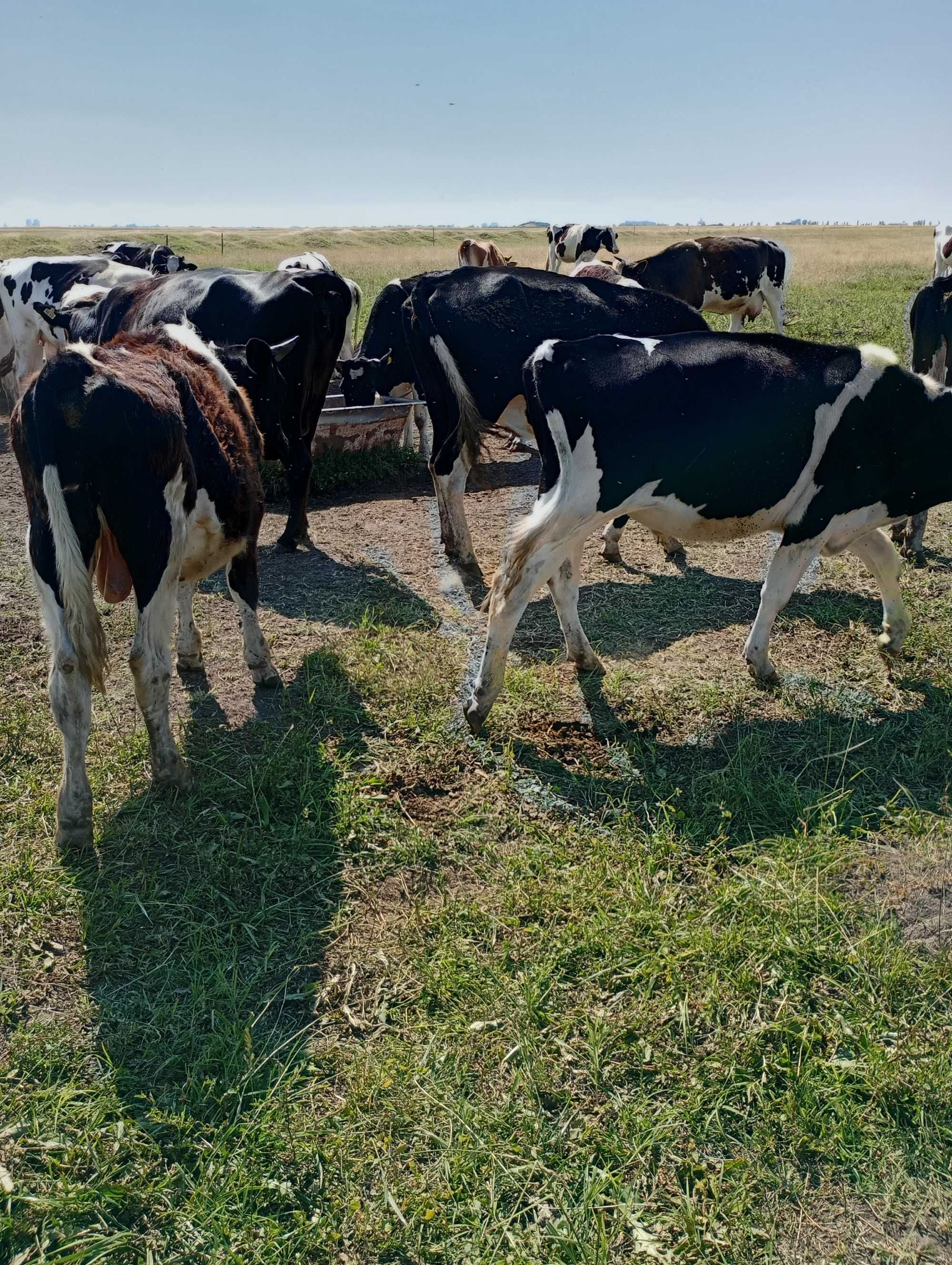 Vitei mari la 100 150/200 kg in carcasă sau in viu