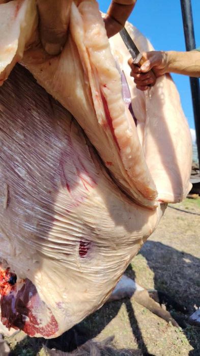 Продам мясо конина