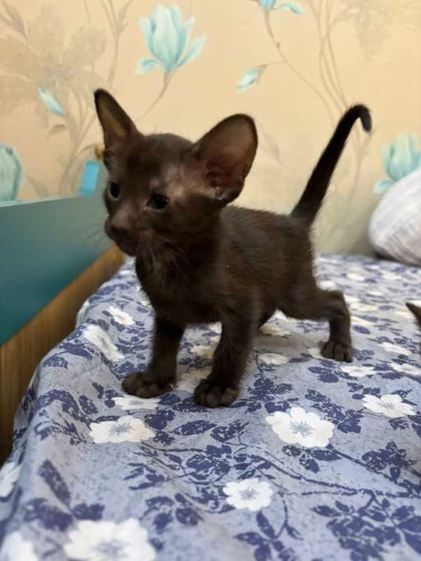 Продам котят Ориеталы
