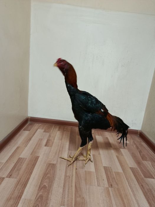 Joʻjalar sotiladi srochno.