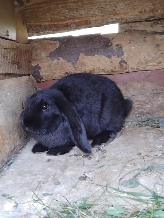 Pui iepuri 3 luni