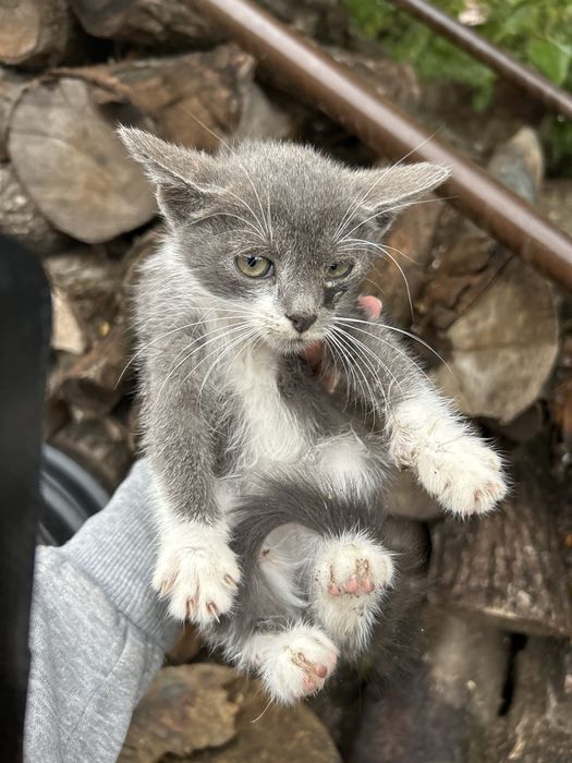 Търся дом за котки и котенца