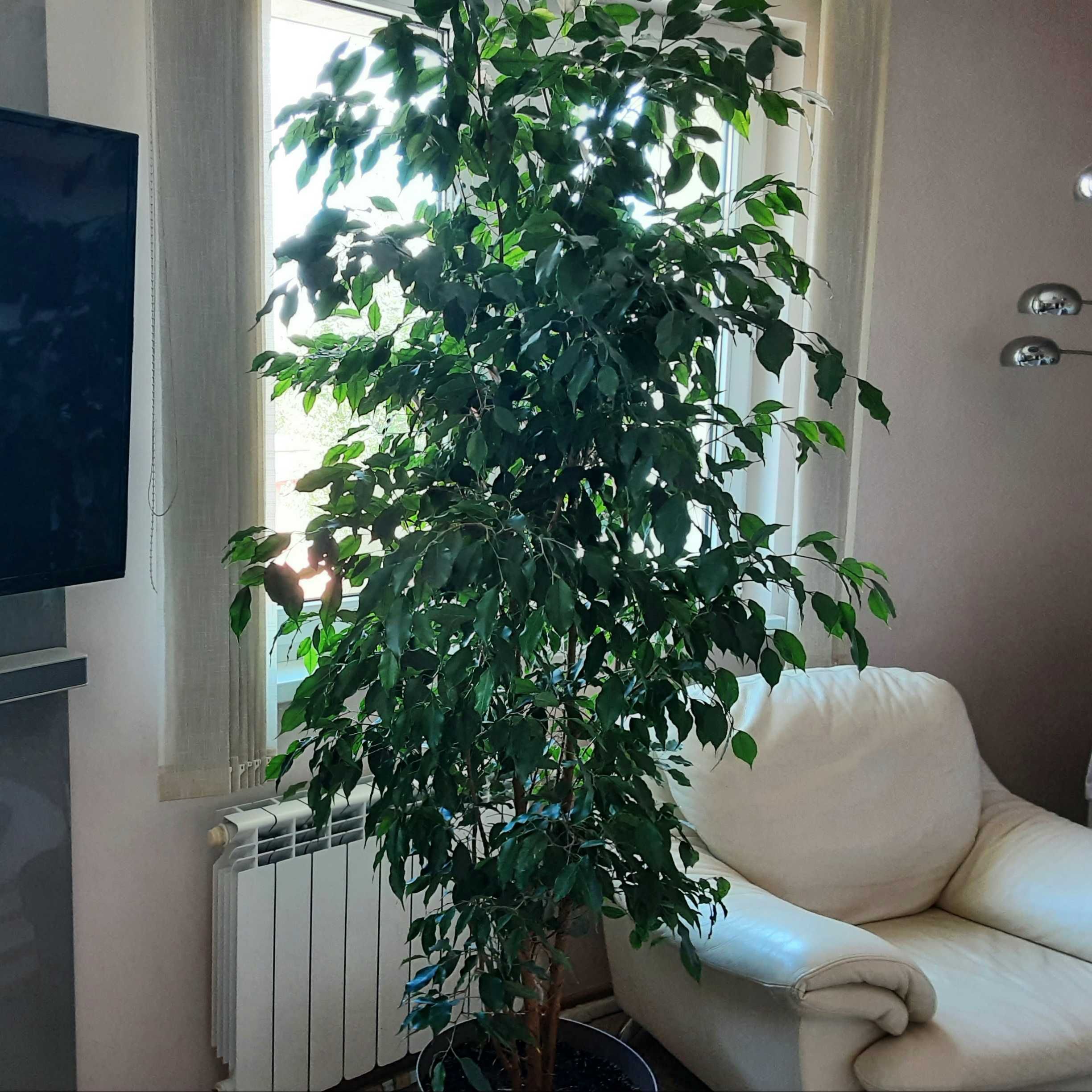 Фикус Бенджамин 230 см.