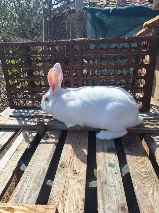 Продавам зайци Цика