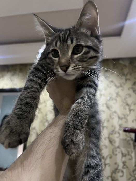 Отдам даром котенка