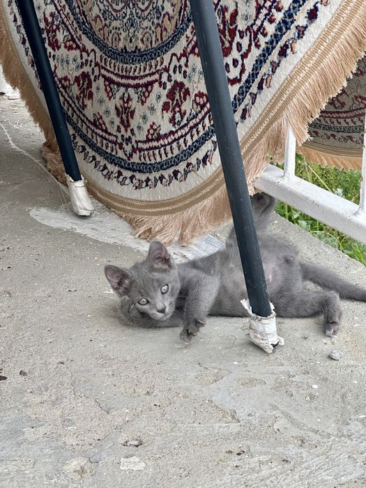 Отдам котят в добрые руки