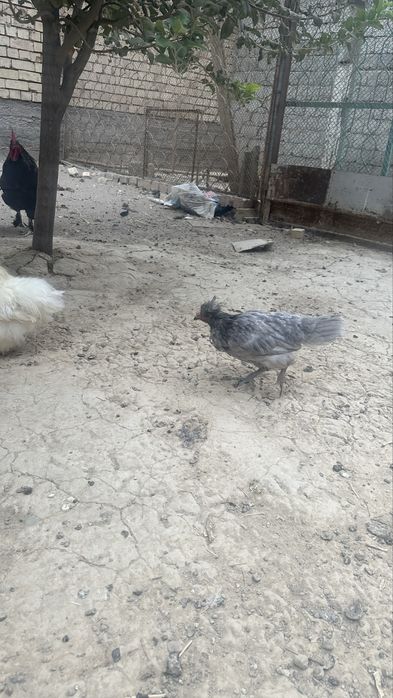 Япон товуқлар сотилади.