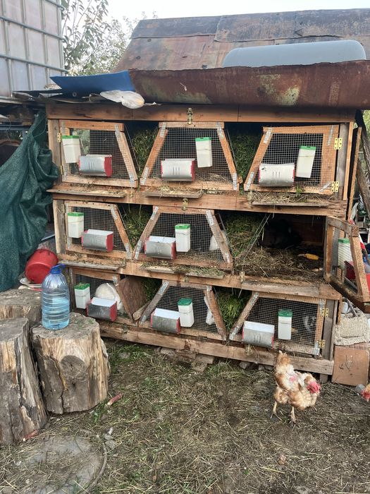 Iepurite diferite culori /diferite rase