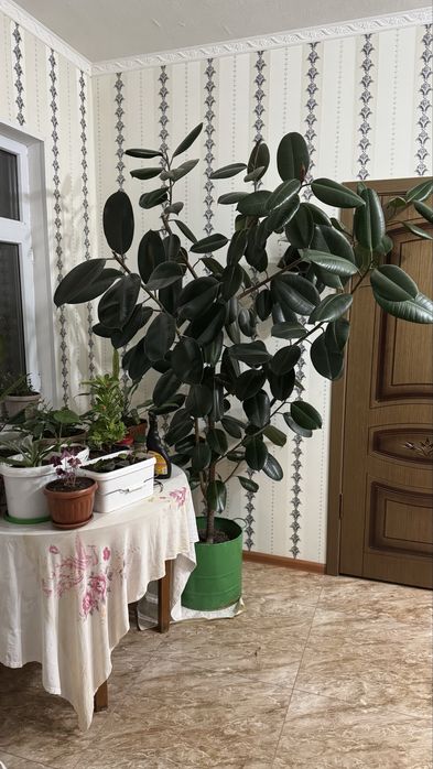 Фикус каучуковый 160см для офисов