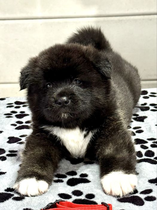 Pui Akita American cu Pedigree