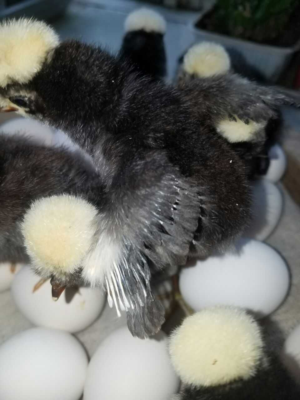 Яйца, Куры, Цыплята Белохохлых Декоративных кур