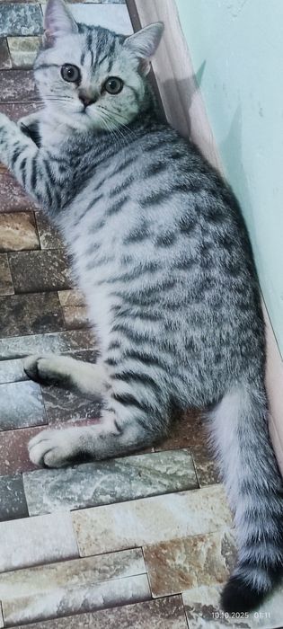 Котята скоттиш страйт