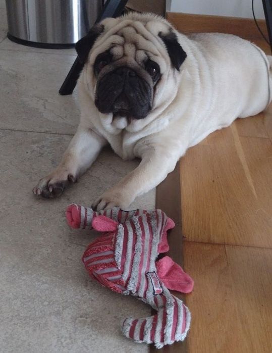 Mops 5.5 ani adopție